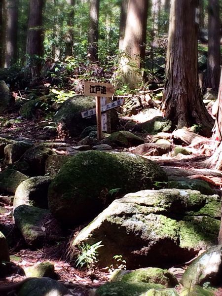 熊野古道@八鬼山越えコース_e0292546_22123226.jpg