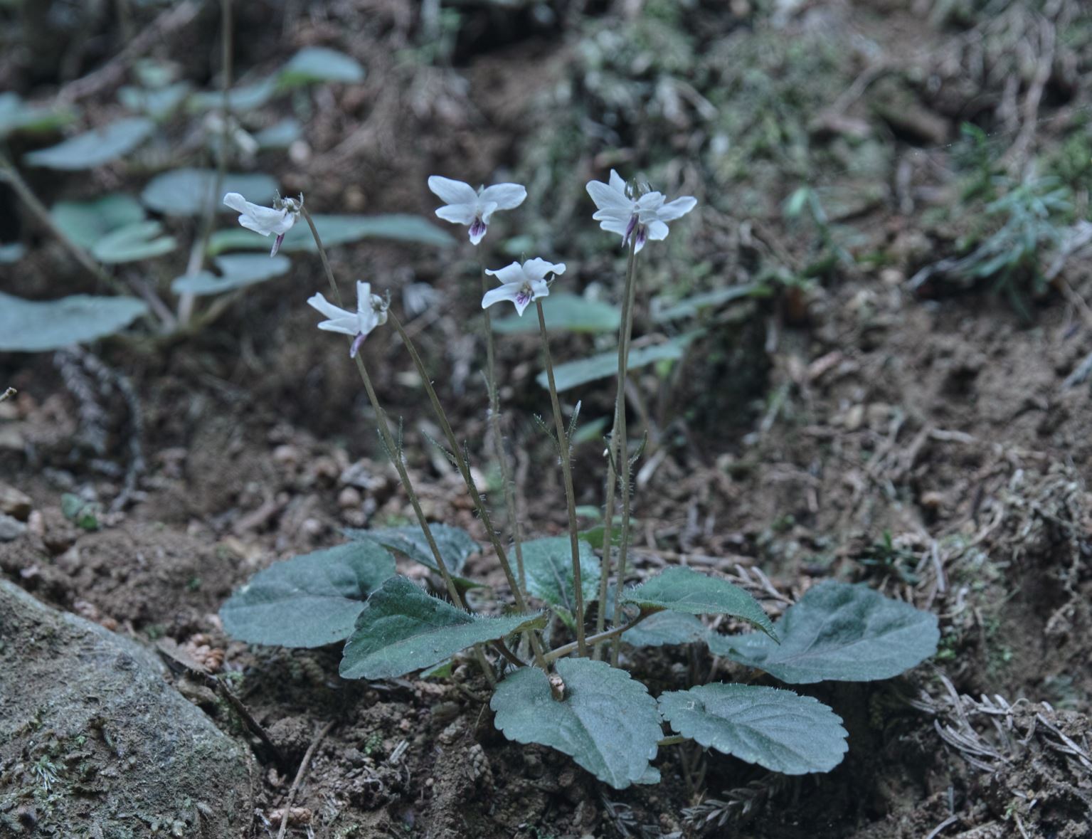 c0008948_15201714.jpg