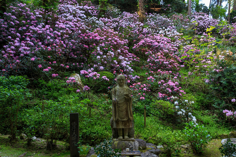 岡寺の春・前編（シャクナゲ編）_f0155048_2354560.jpg