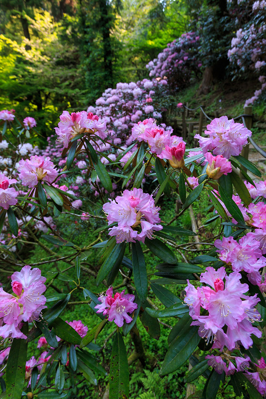 岡寺の春・前編（シャクナゲ編）_f0155048_23591994.jpg