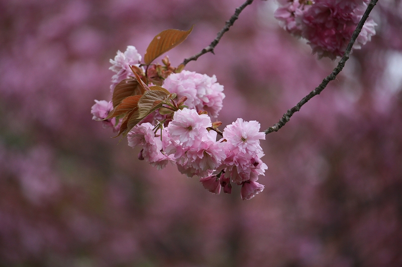 5月18日　八重桜の季節　１　鹿部公園にて_b0250154_20105822.jpg