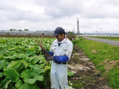有機栽培の水田ごぼう ごぼう掘りの様子 その1_a0254656_18544243.jpg