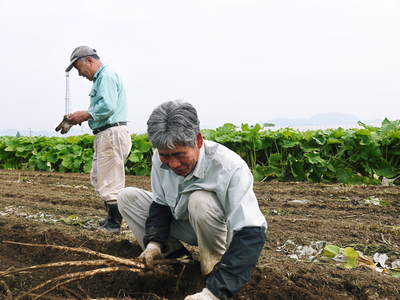 有機栽培の水田ごぼう　ごぼう掘りの様子　その１_a0254656_1992065.jpg