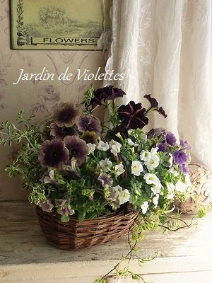 ペチュニア Petunia Petit Jardin ペチュニア Petunia Petit Jardin