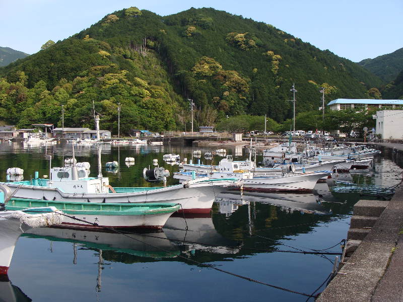 尾鷲・九鬼漁港の今朝の水揚げ_f0133861_8434154.jpg