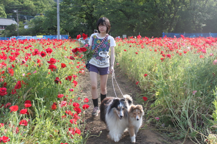 ポピー畑と役員会_f0126965_2255513.jpg