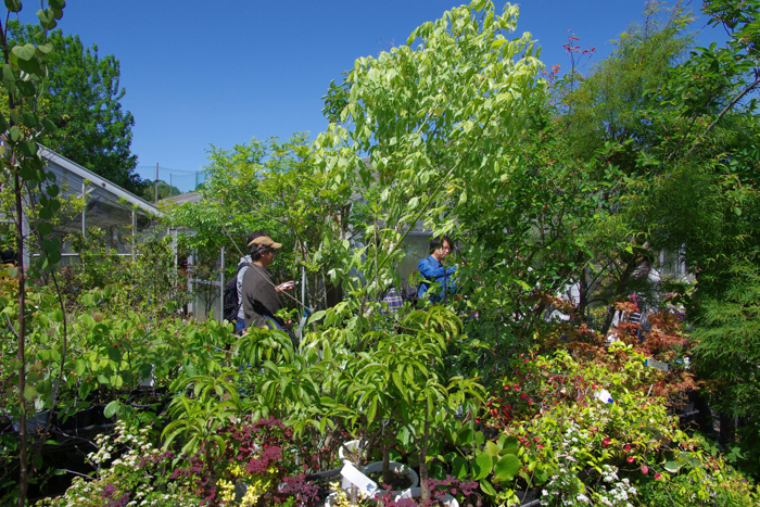 植木を見に安行へ　／　家づくり学校２年生_c0213766_1843960.jpg