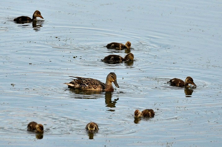 At Las Gallinas_a0126969_5254258.jpg