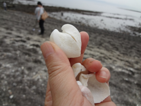 神秘の無人島　知林ケ島_f0253169_23114364.jpg