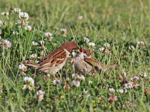 第86回　馬見丘陵公園探鳥会記録_e0192975_15191520.jpg