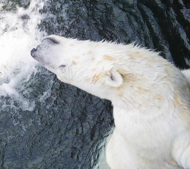 釧路市動物園のホッキョクグマ・ツヨシ_b0014576_09131402.jpg