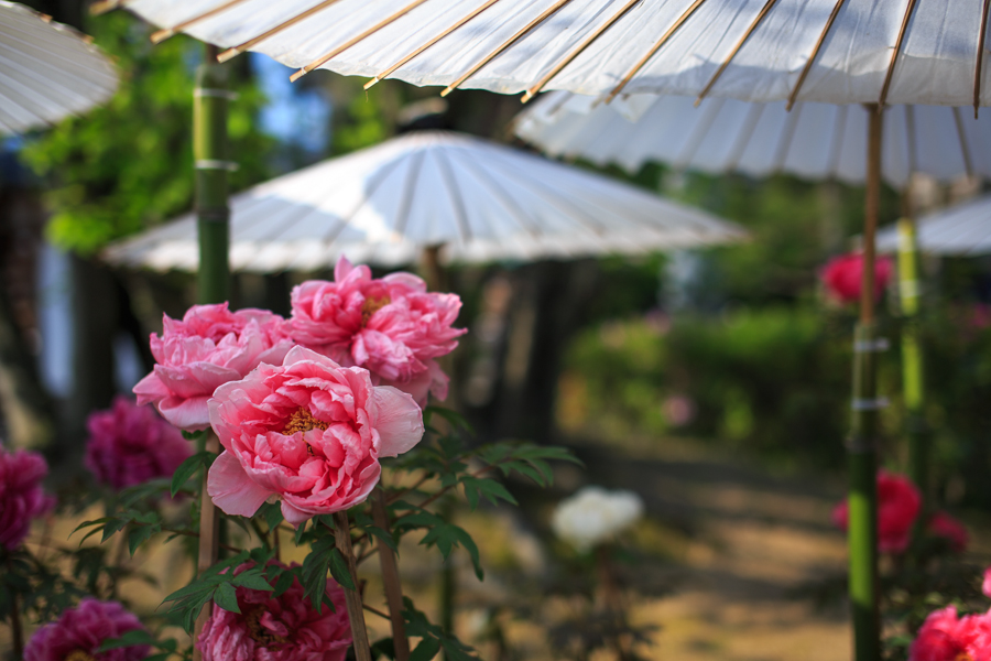 牡丹の咲く古寺！　　～乙訓寺～　_b0128581_21504722.jpg