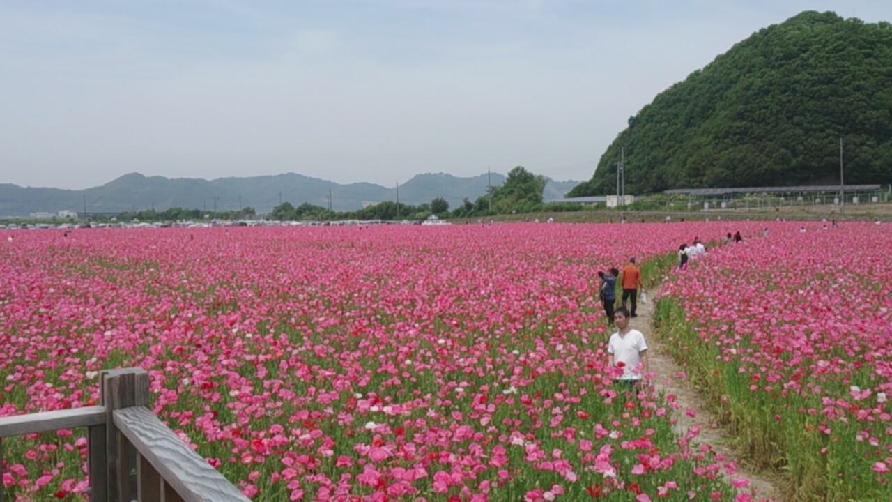 次女がめだか掬いに挑戦。_e0176785_2158475.jpg