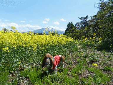 f0205887_19584629.gif