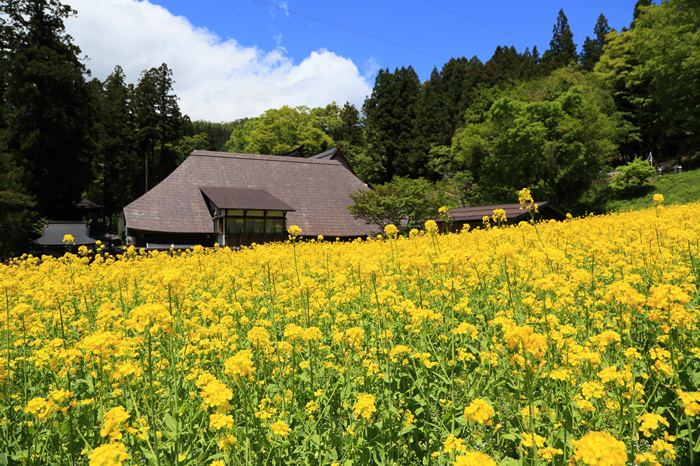 野沢菜の菜の花が見頃です 野沢温泉とその周辺いろいろ