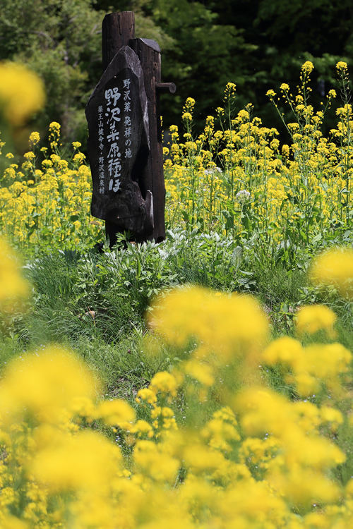野沢菜の菜の花が見頃です 野沢温泉とその周辺いろいろ 野沢菜の菜の花が見頃です 野沢温泉とその周辺いろいろ