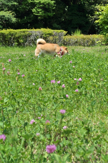 こっちにおいで!_a0126590_22241374.jpg