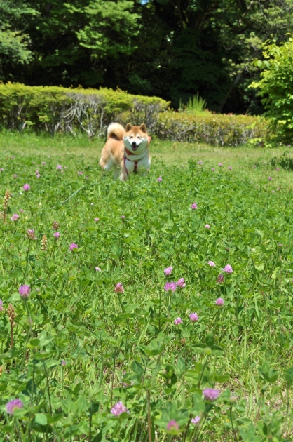 こっちにおいで!_a0126590_22242948.jpg