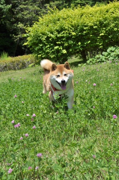 こっちにおいで!_a0126590_22252249.jpg
