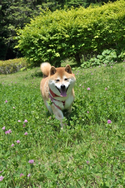 こっちにおいで!_a0126590_22255599.jpg