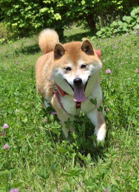 こっちにおいで!_a0126590_22455693.jpg