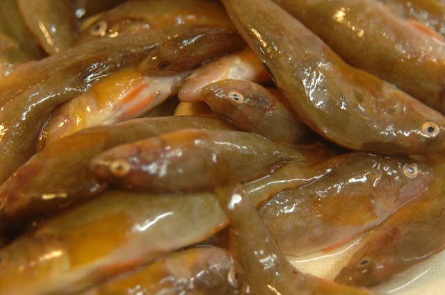 アブラメ新子 魚と海が好き 美味しく食べよう 明石の魚 嵜 ｓａｋｉ