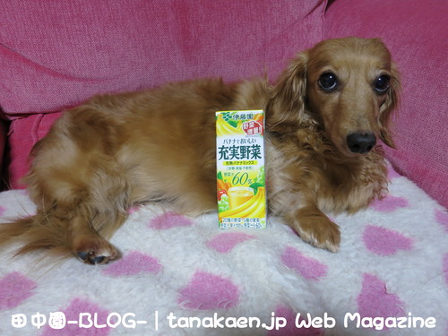頼むから仕事をさせてくれ！_b0200291_21365278.jpg