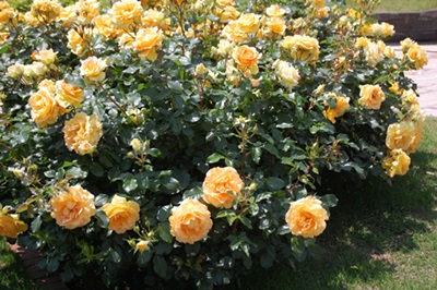 d0153294_200716.jpg