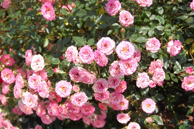 d0153294_2015845.jpg
