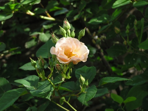 e0232798_219732.jpg