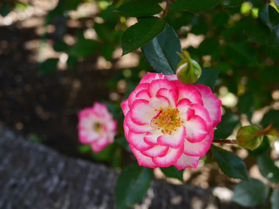 つくば　藤澤薔薇園_a0164102_16485928.jpg