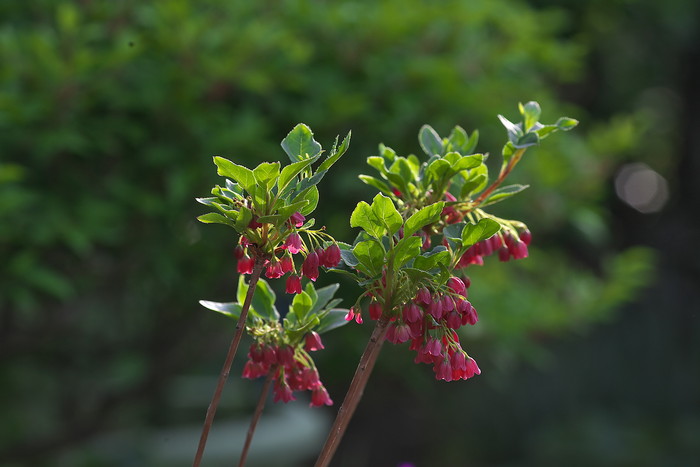 5月に家の庭で咲いた花の一部をアップします_f0000502_9281537.jpg