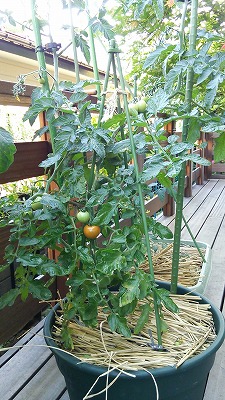 e0270403_16152247.jpg