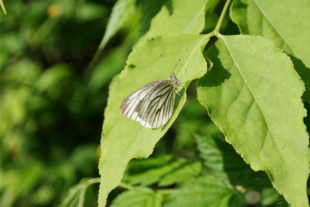 サムスンのＮＸ300_f0138305_20181710.jpg