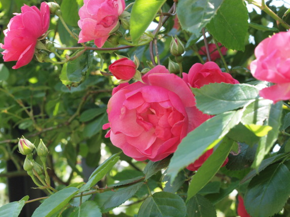 ピンク色の花咲いています　＋柚子の花びら茶_b0254207_23495381.jpg