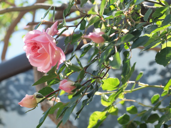 ピンク色の花咲いています　＋柚子の花びら茶_b0254207_23512010.jpg