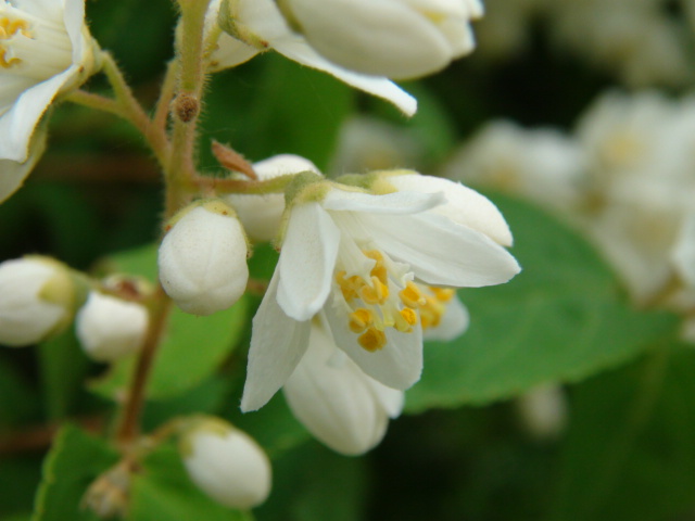 ヒメウツギの花 卯の花 14 5 19 徳ちゃん便り