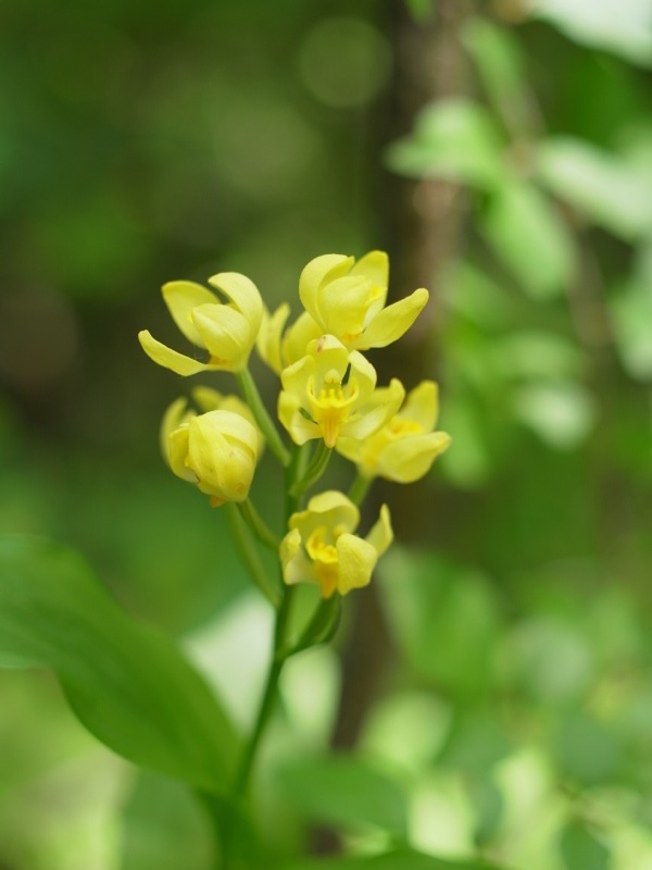 花巡礼 小峰公園〜今熊山_e0276411_0111156.jpg