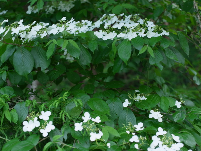 花巡礼 小峰公園〜今熊山_e0276411_0121445.jpg