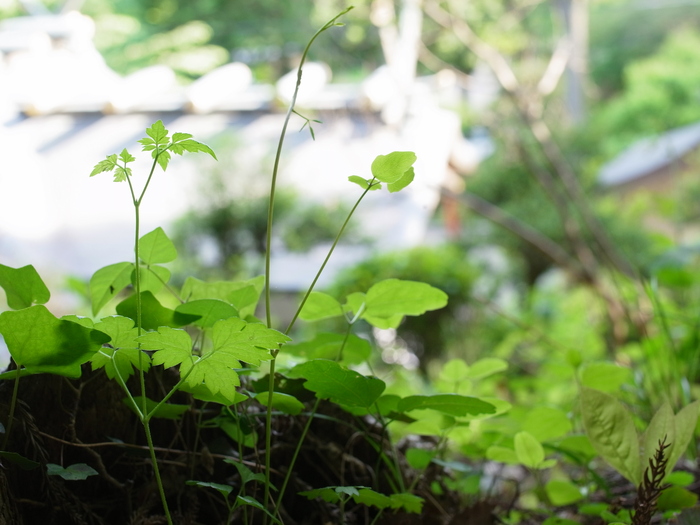 花巡礼 小峰公園〜今熊山_e0276411_0125453.jpg
