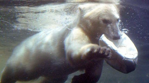 ドイツ・ブレーマーハーフェン臨海動物園で雌の赤ちゃんララ（ラーレ） の命名式が開催される_a0151913_11214813.jpg