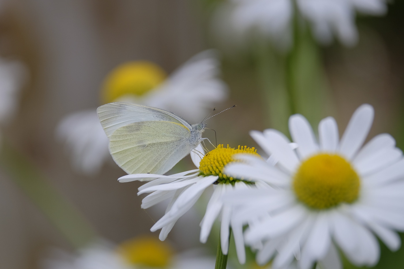 X-T1　いまだ苦戦中_e0308416_192247.jpg