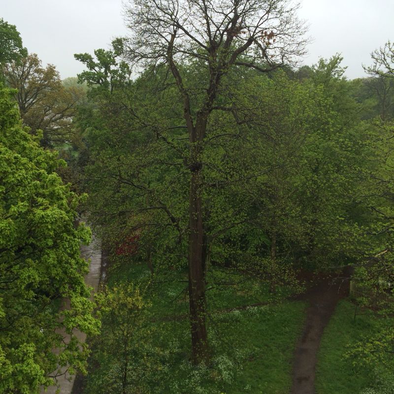 Tree top walkway_c0128818_17341651.jpg