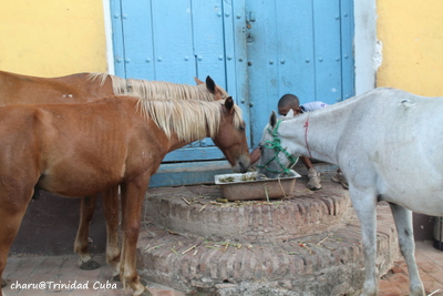 4/29-5/2 Trinidad Cuba　うたうた♪_d0074518_2342093.jpg