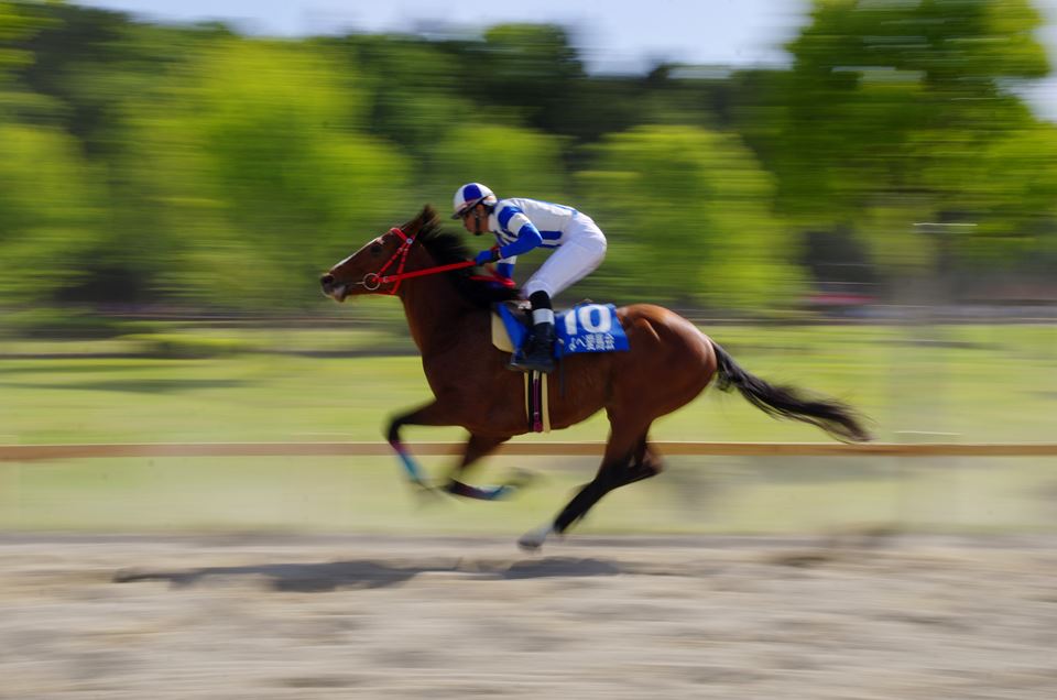 いなべの草競馬。_f0222919_1531311.jpg