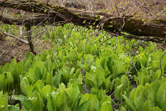 林のミズバショウ群　磐梯山山麓にて　（５/１０撮影）　2014/5/15  in Fukushima_d0129921_14274738.jpg