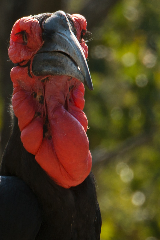 South Africa Kruger National Park Southern Ground Hornbill_e0058628_222647100.jpg