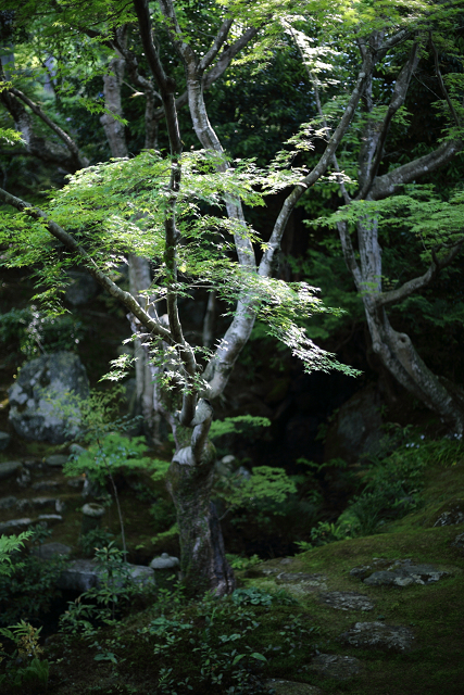 新緑の嵯峨野巡り －常寂光寺 本堂・書院（後編）－_b0169330_22523194.jpg