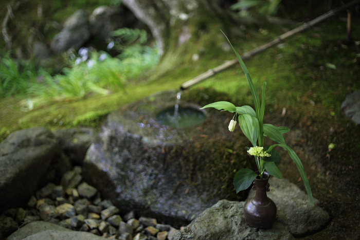 新緑の嵯峨野巡り －常寂光寺 本堂・書院（後編）－_b0169330_22531048.jpg