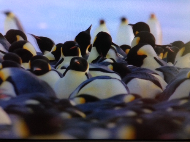 過酷な皇帝ペンギンの子育て _c0204333_2355531.jpg